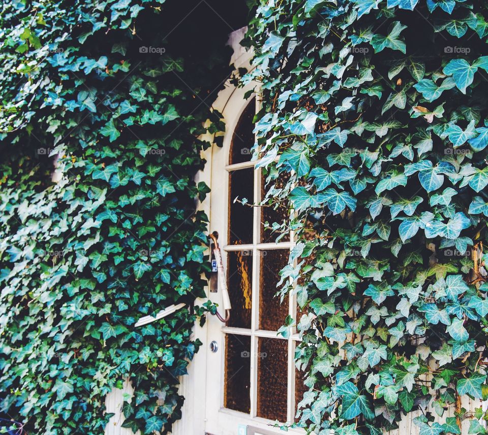 Pretty window surrounded by green plants