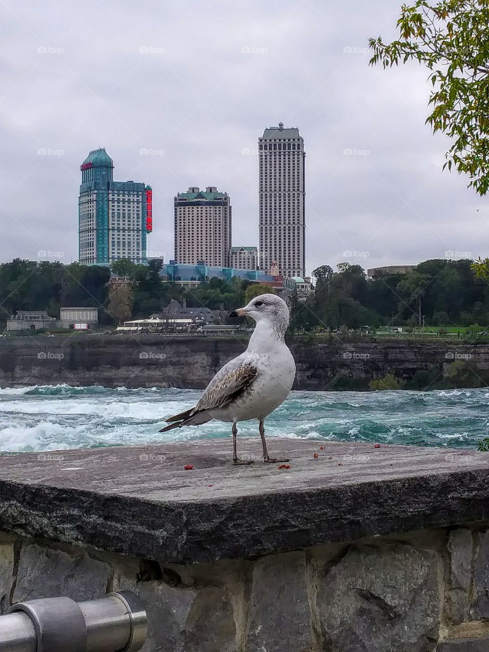 Niagara falls seagull