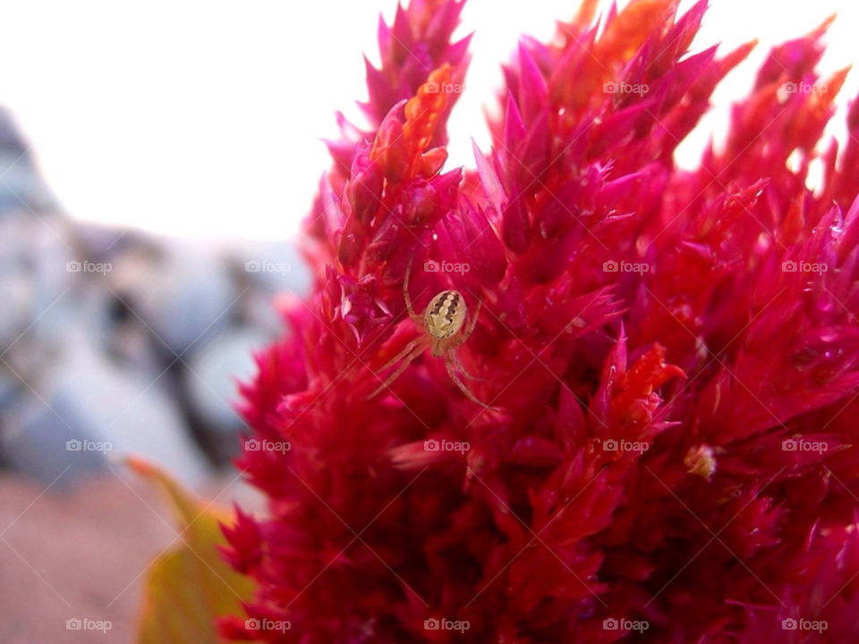 nature flower macro color by cagedheat