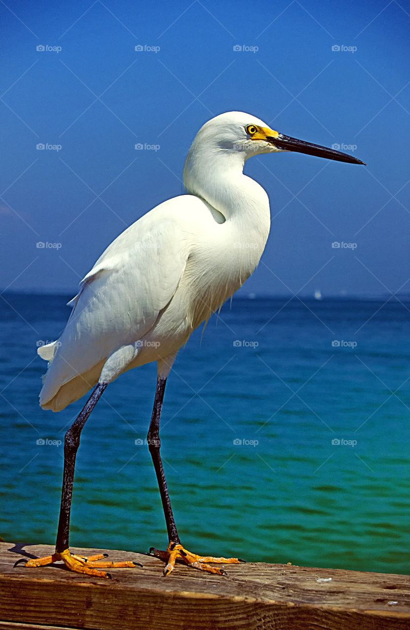 Portrait of a Snowy Egret.