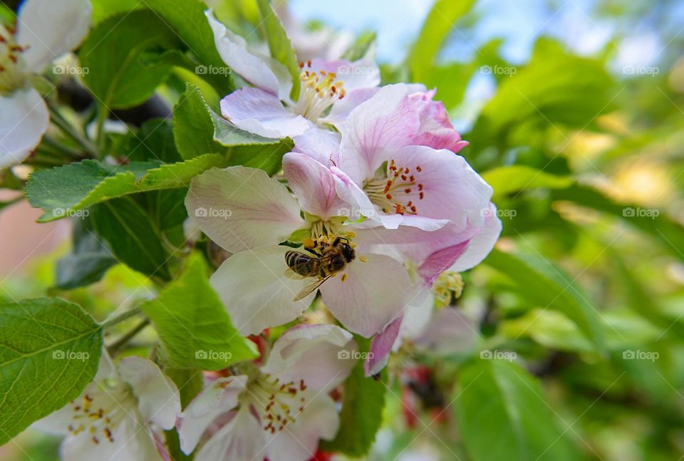 The beauty of spring