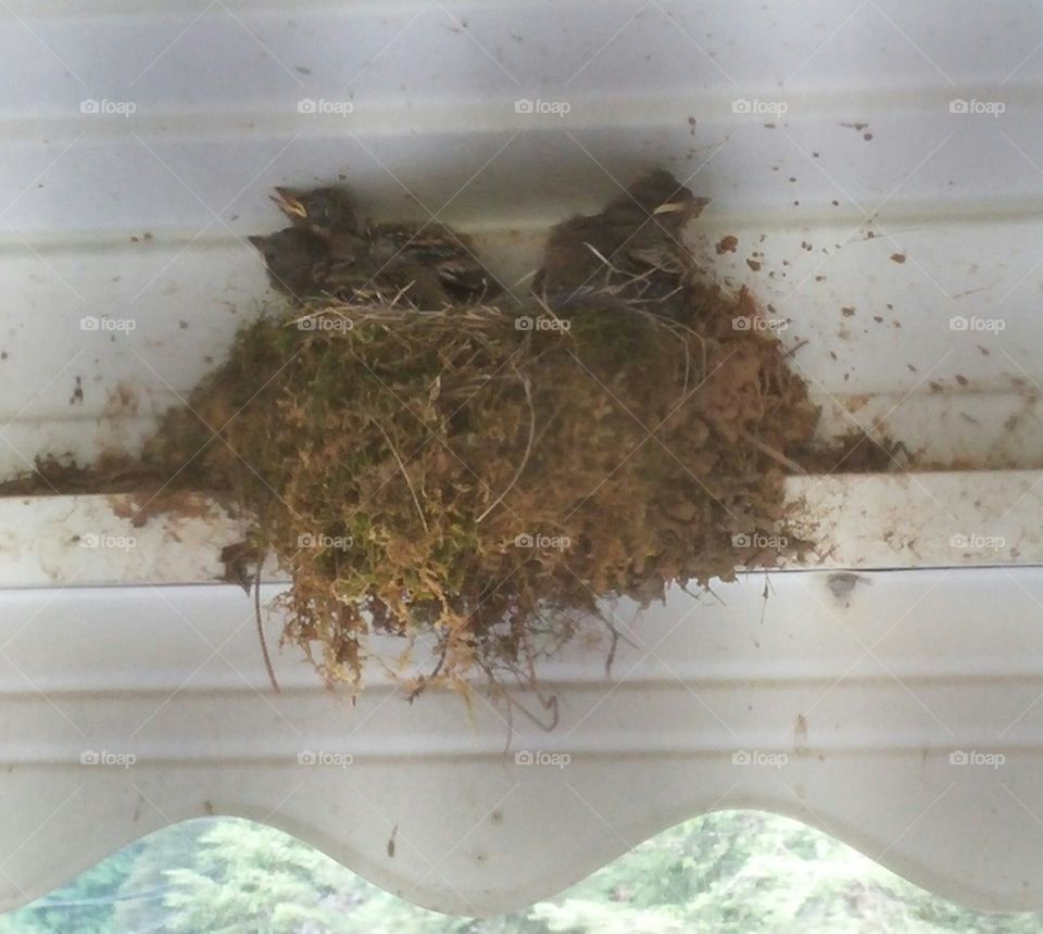 Baby bird nest