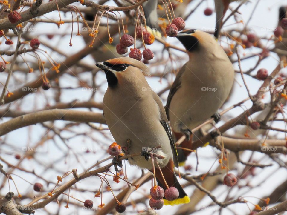 свиристели