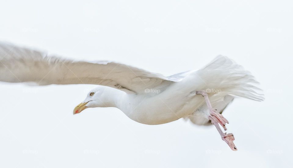 A seagull takes flight into the white cloudy sky