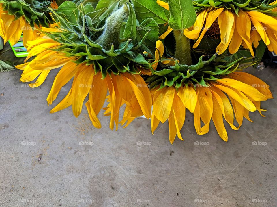 Sunflowers looking down