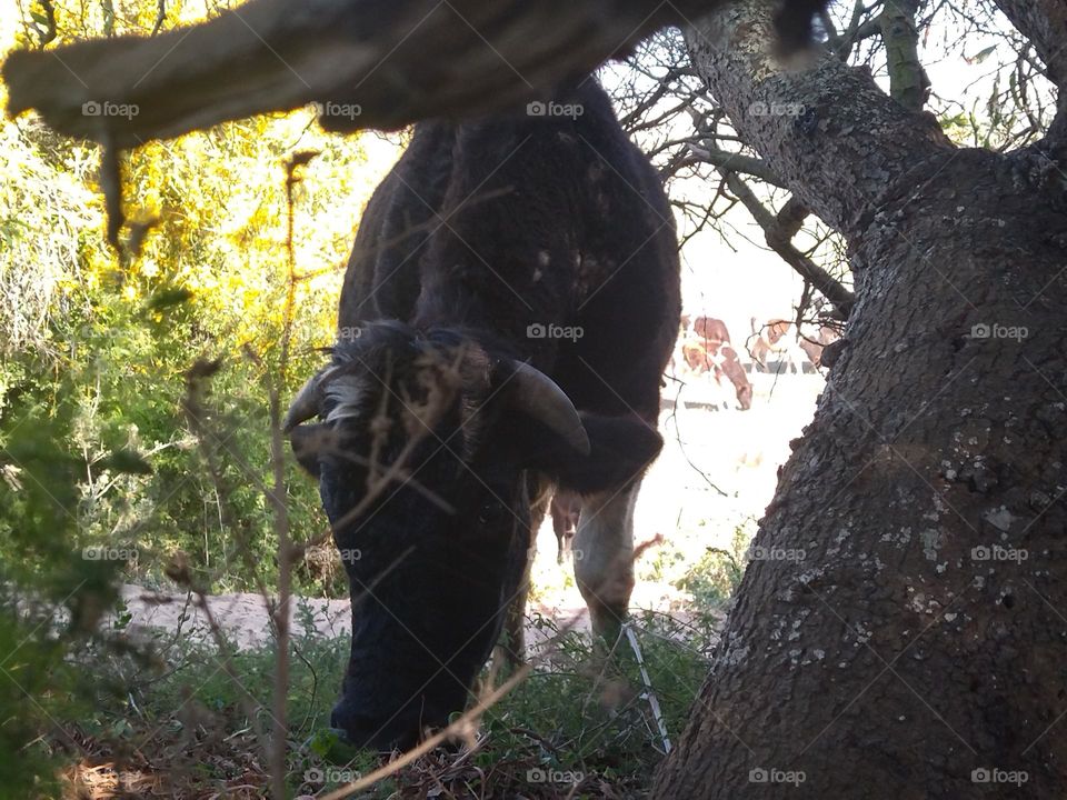 Bull and tree