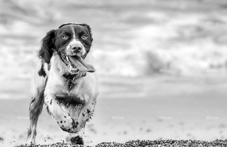 A dog running on the beach