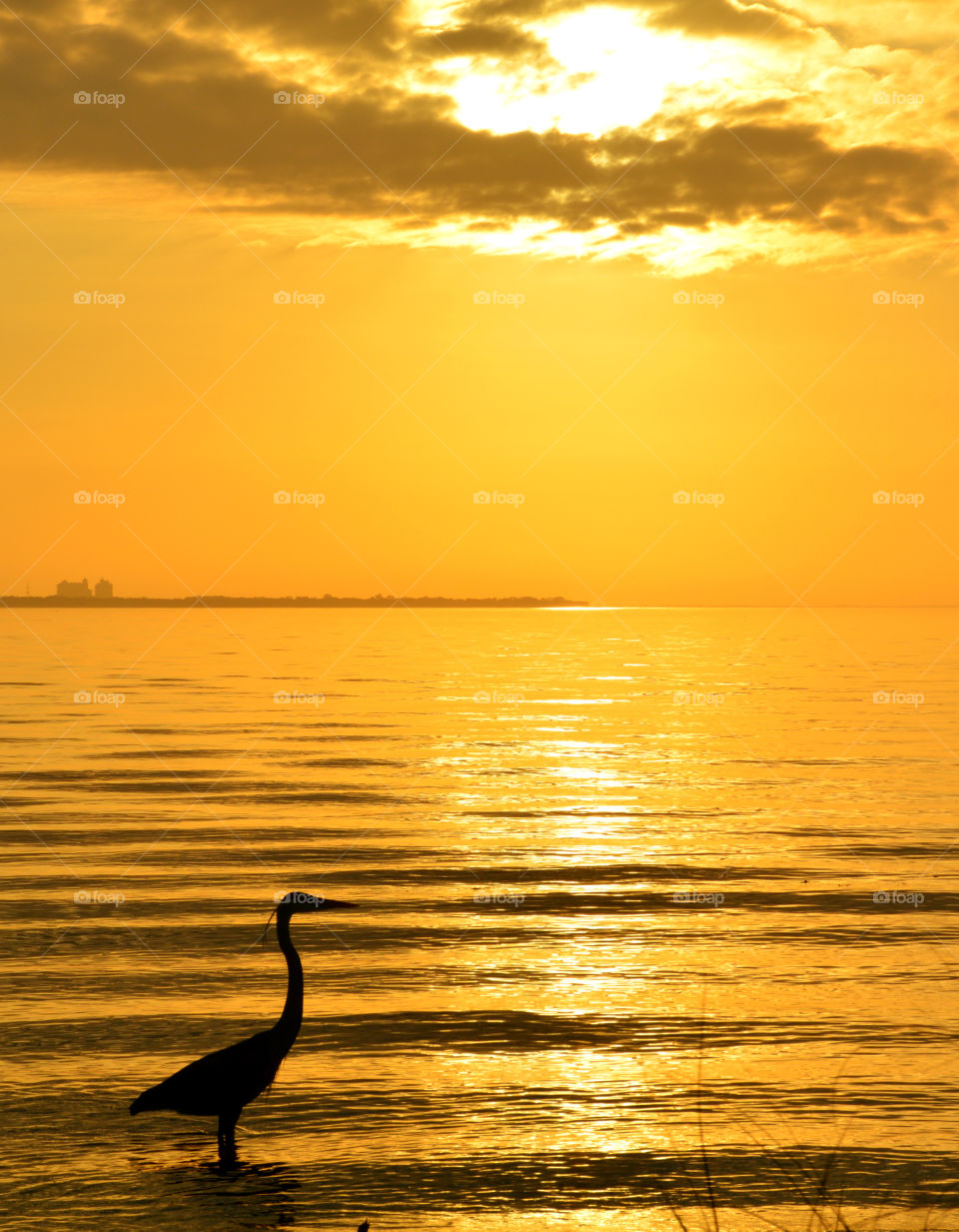 Great Blue Heron hunting for fish