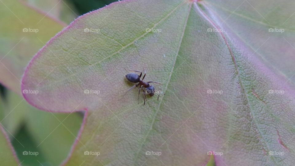 macro. close up on a black ant