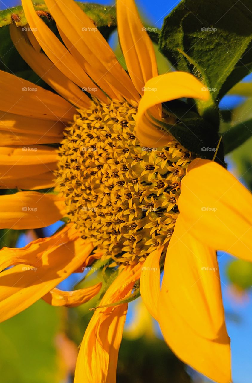 sunflower against blue sky backround