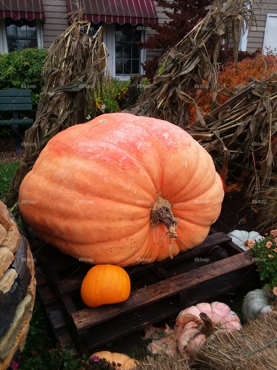 colossal squash