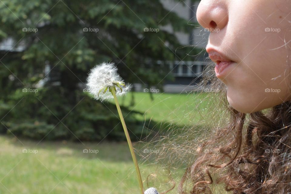 dandelion season