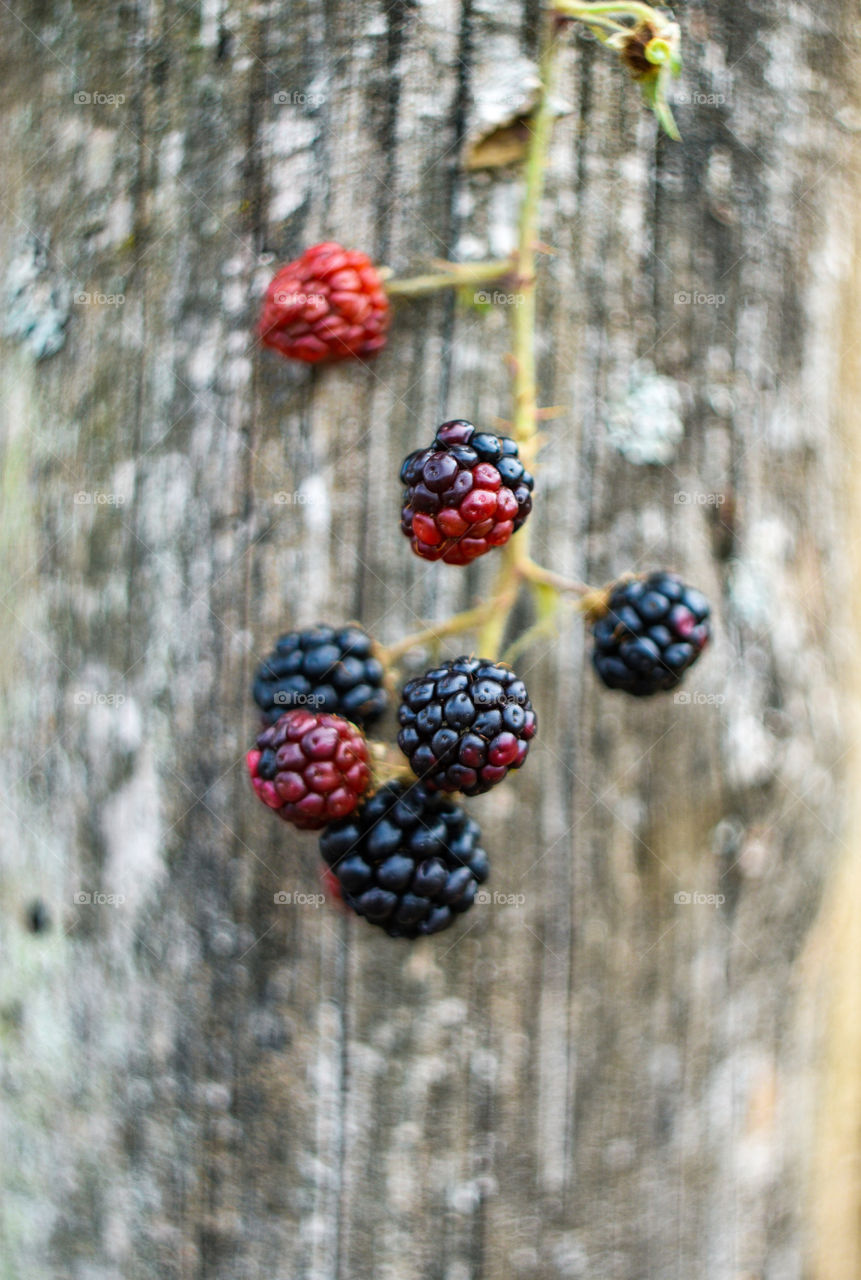 Blackberries on a rustic wood background 