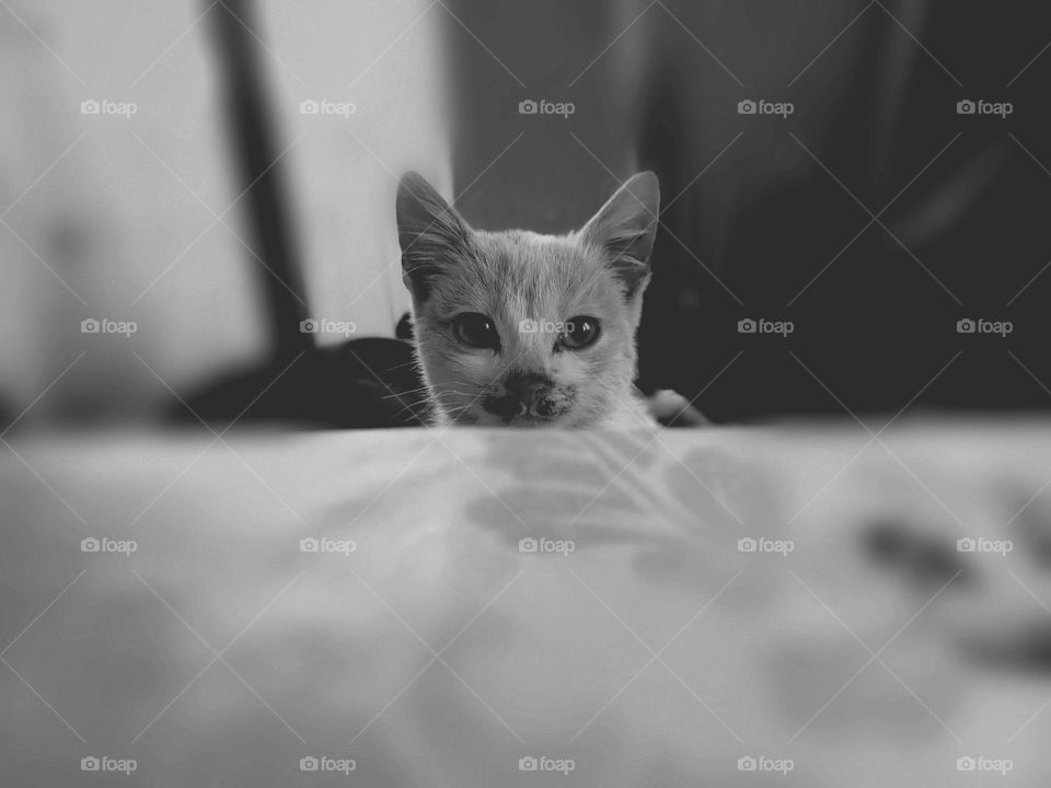 kitten sitting near the table, black and white photo