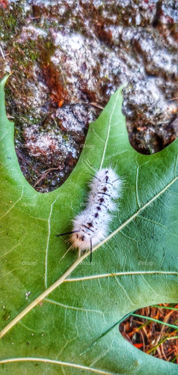 A Fuzzy White Caterpillar!