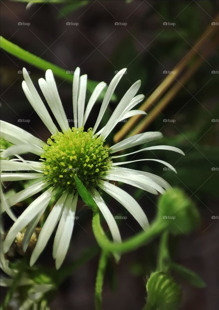 Macro photo of a flower growing in the forest