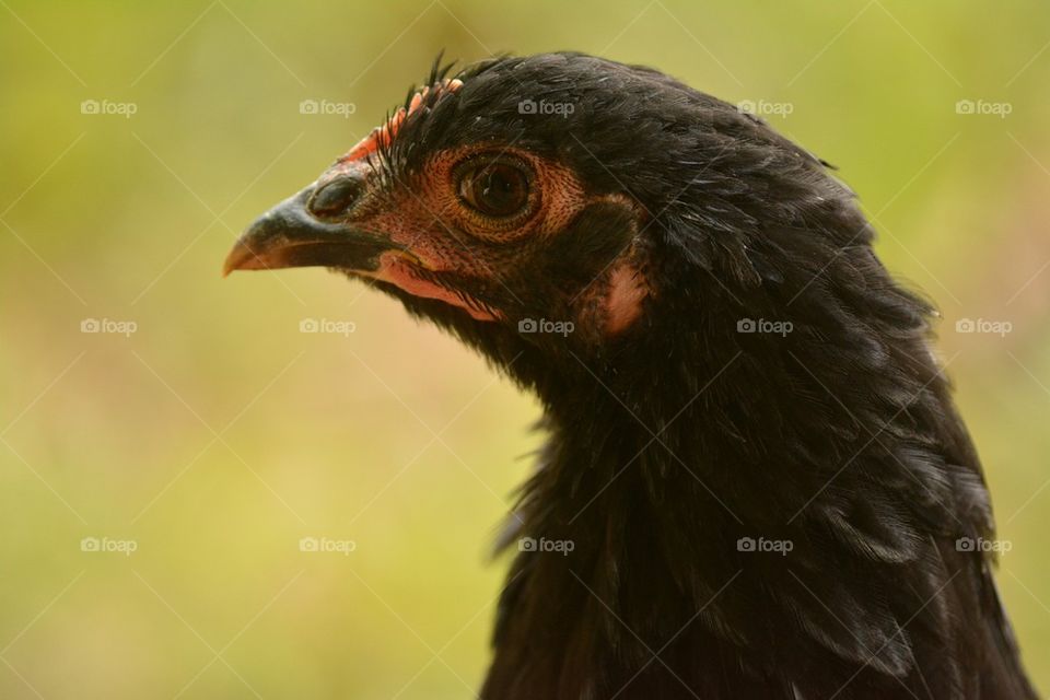 Four month old pullet
