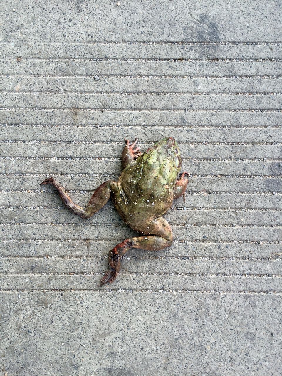 Frog . Frog in the road 