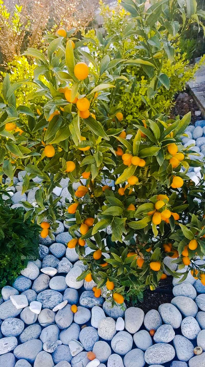 Mandarino giapponese