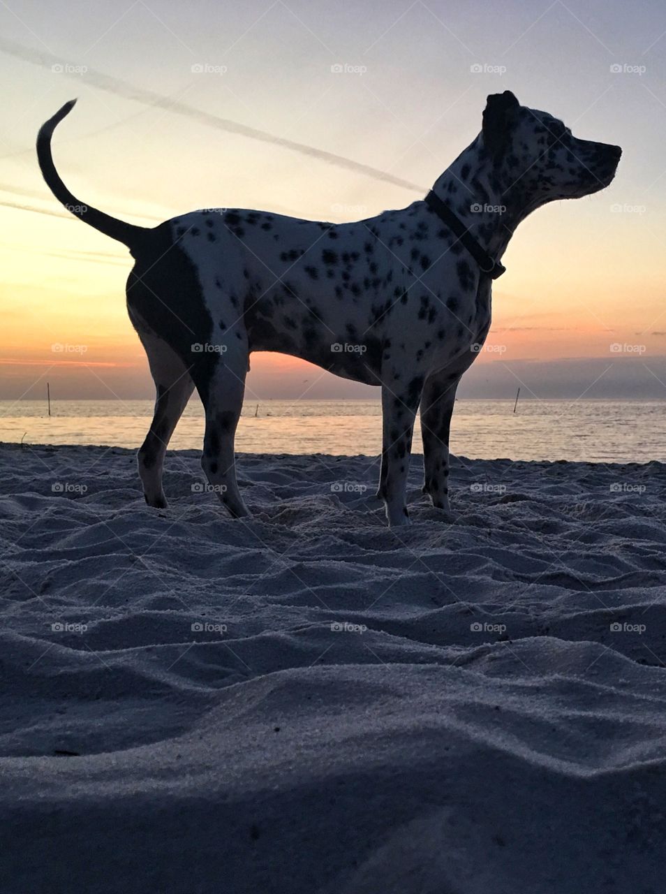 Dog on the beac at sunrise