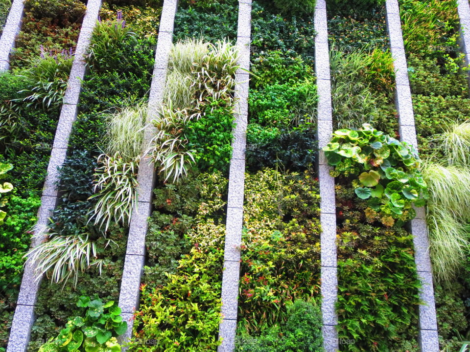 artifical wallgreenary at Tokkyo city of Japan..japanese try to generate new creativity and so loving picture..