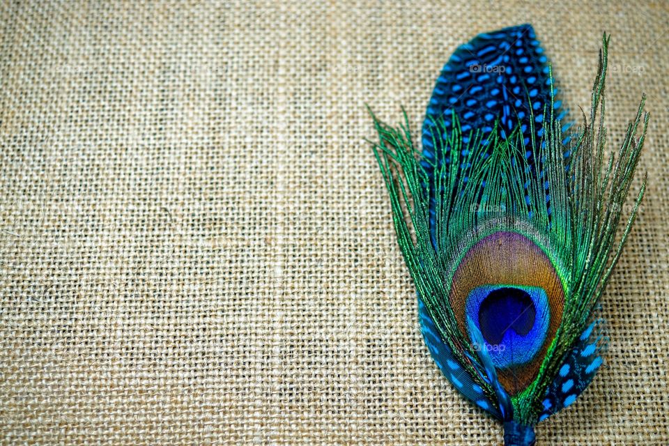 Peacock feathers 