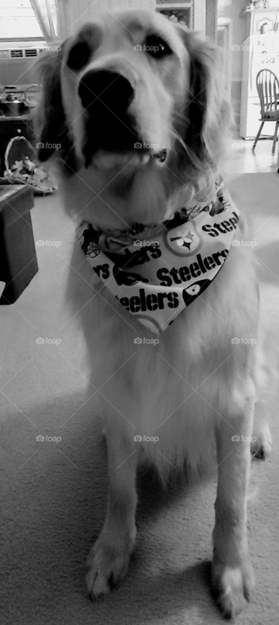 Golden Retriever showing off his Steelers collar