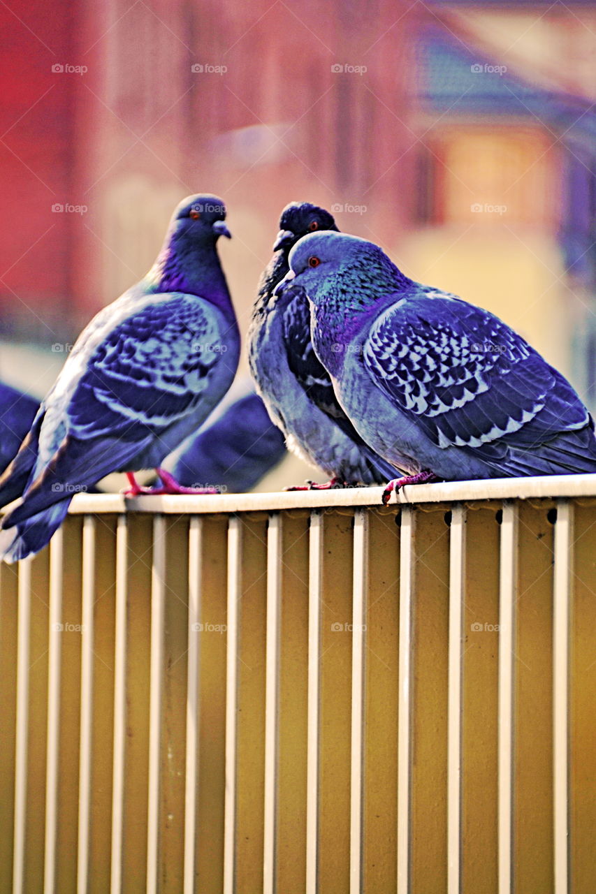 pigeons resting on the railing