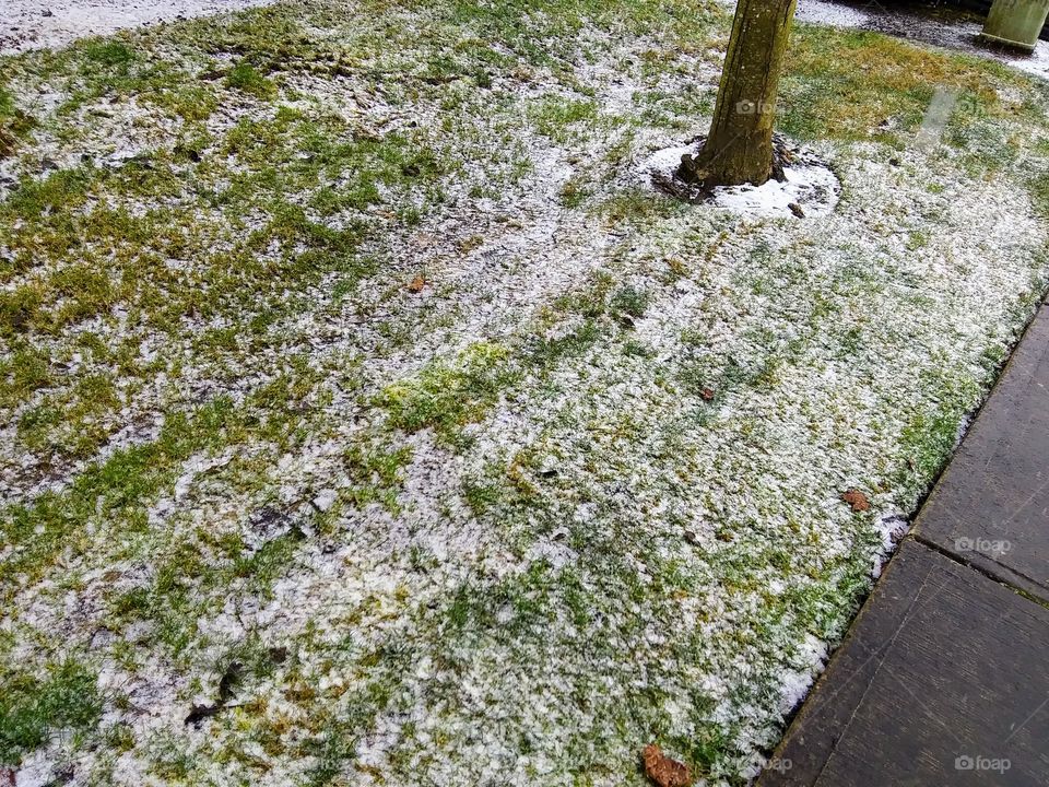 snow on grass
