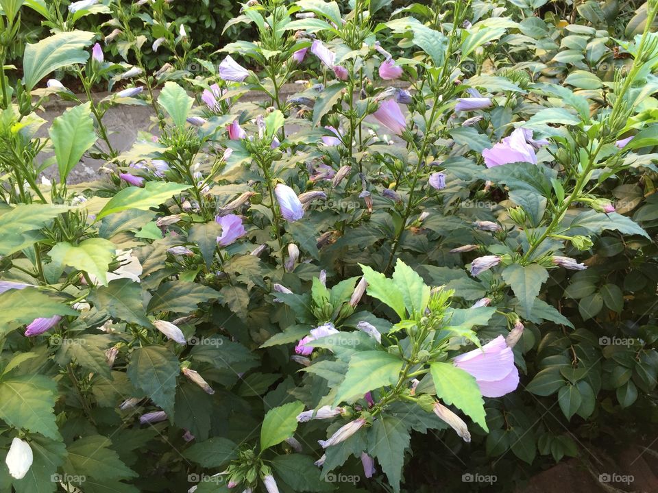 Flower, Flora, Nature, Leaf, Garden