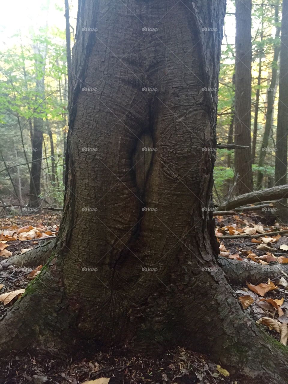 Strange tree