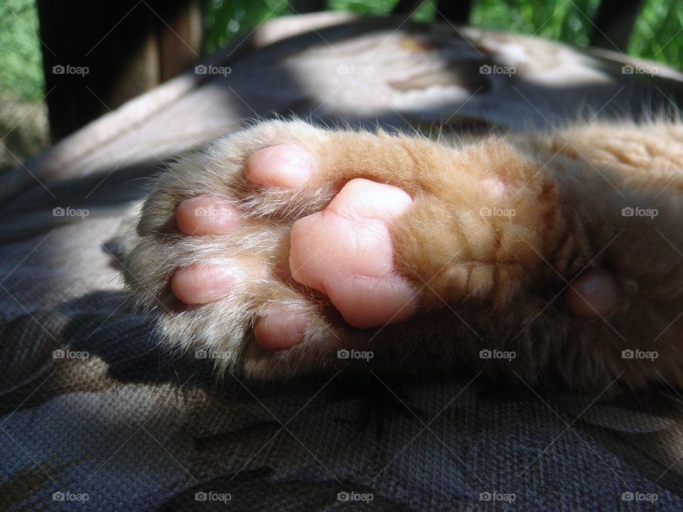 Paw of cat