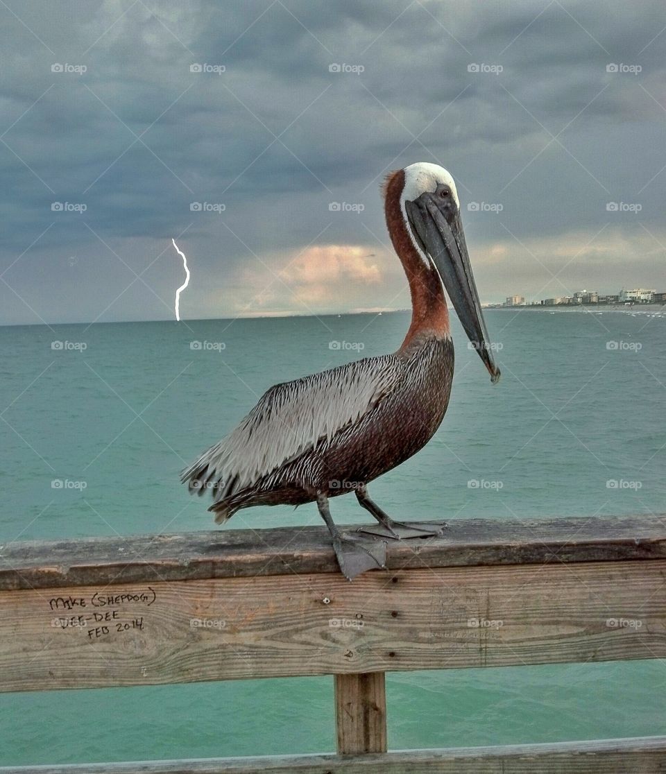 Pelican closeup on a pier with lightening strike behind it against the ocean