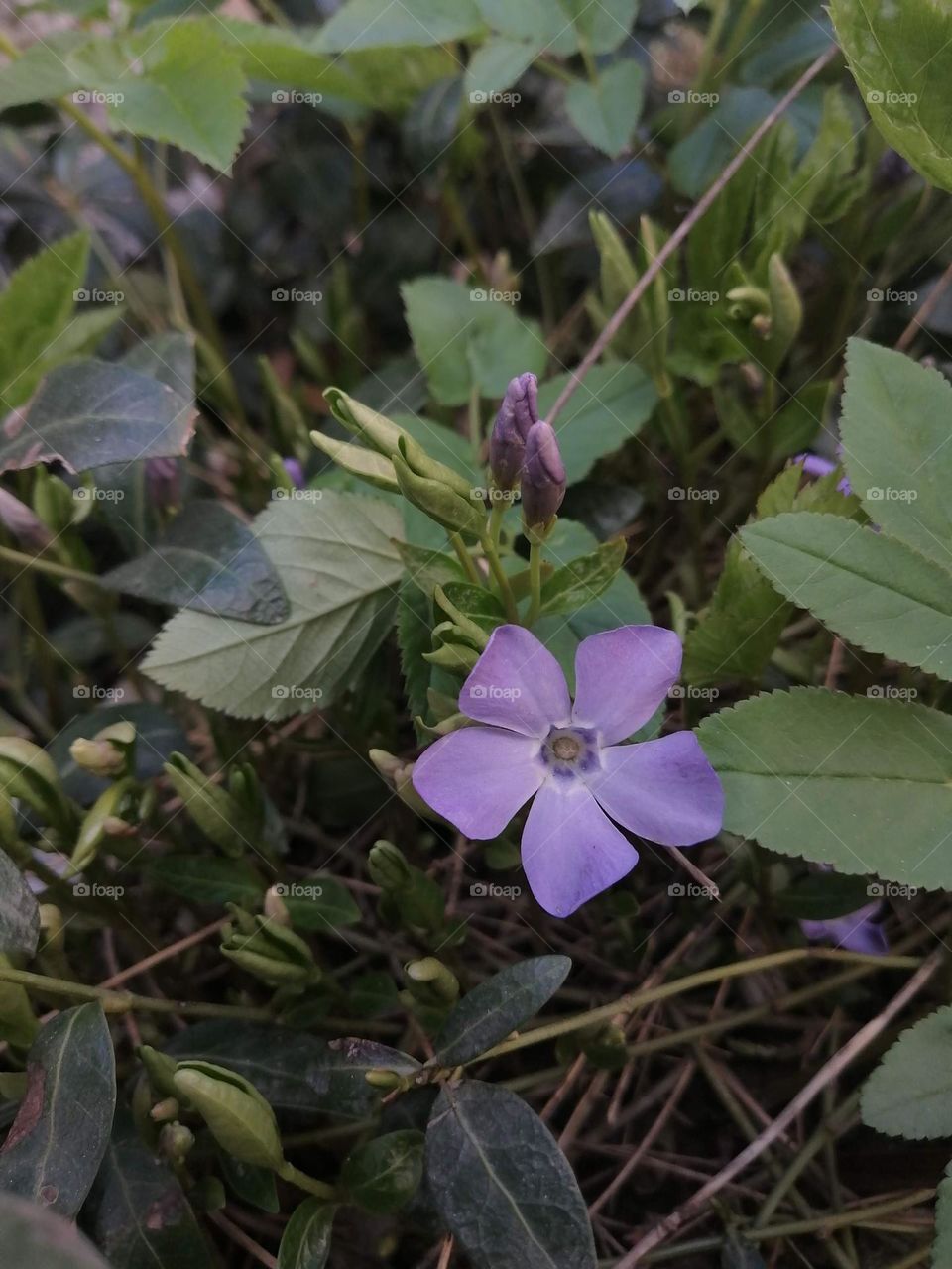 Periwinkle