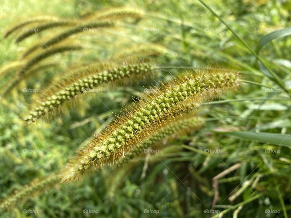 Flowering grass 
