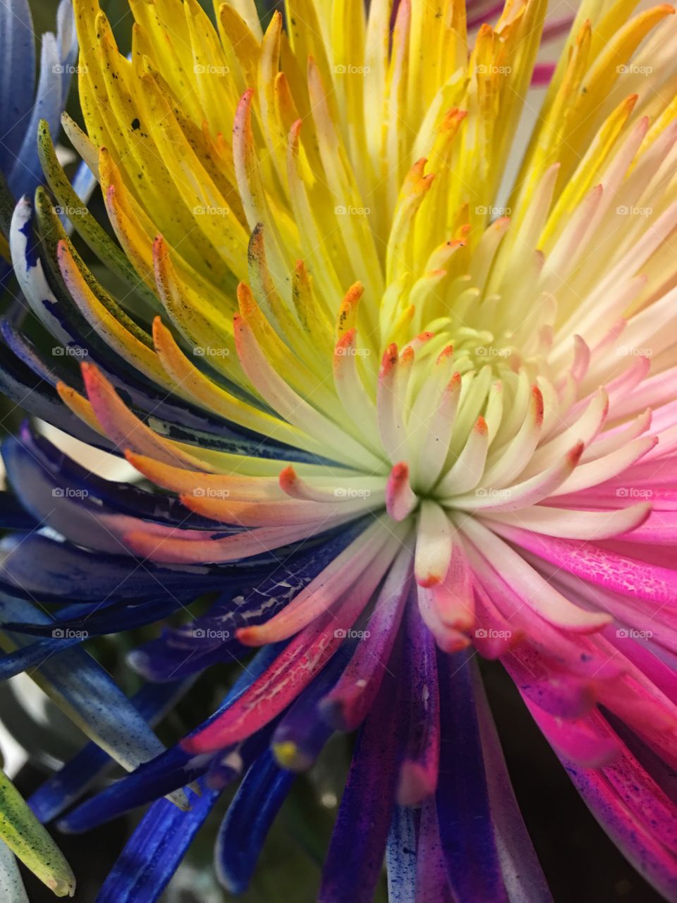 Close-up of colorful water lily