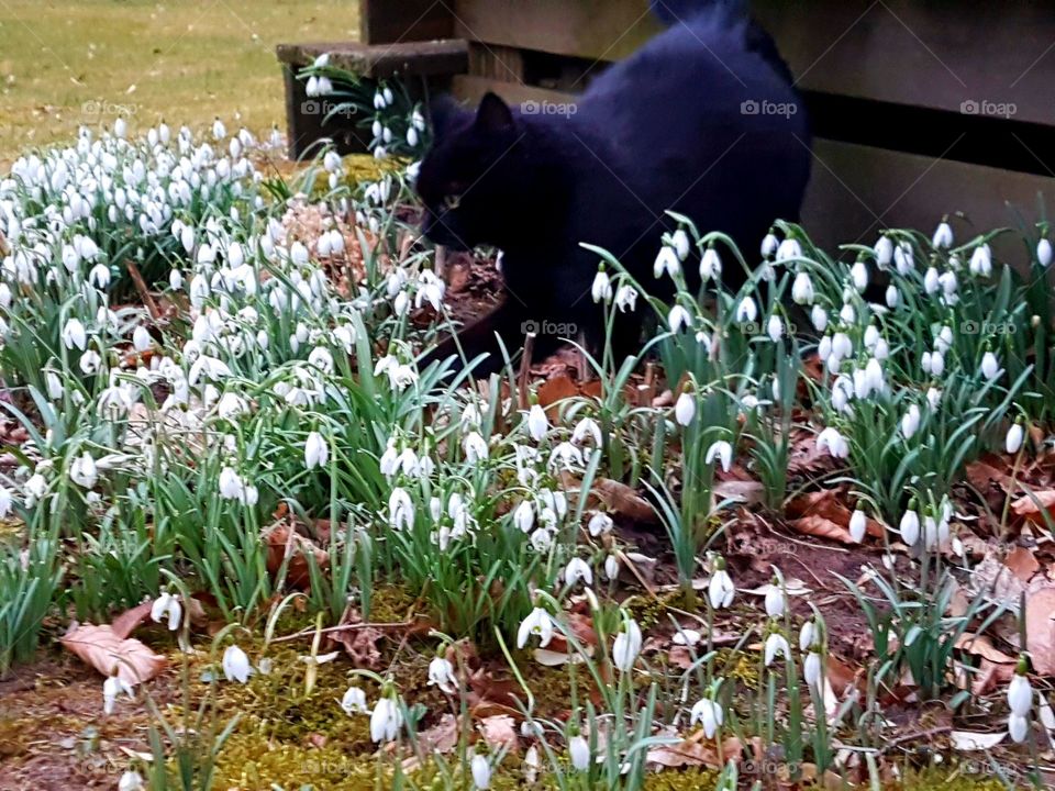 kittycat and snow drops