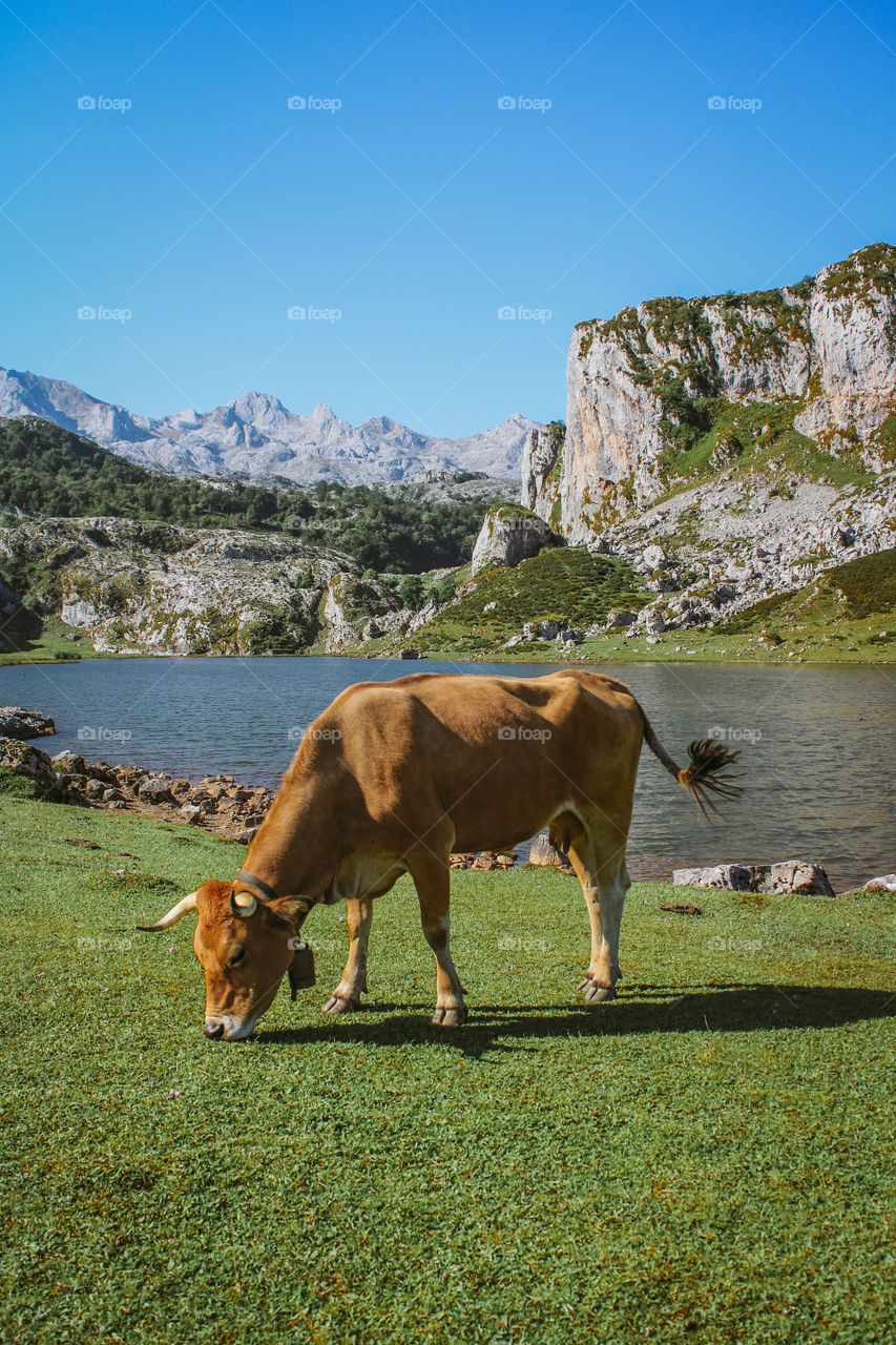 wild life in the mountains