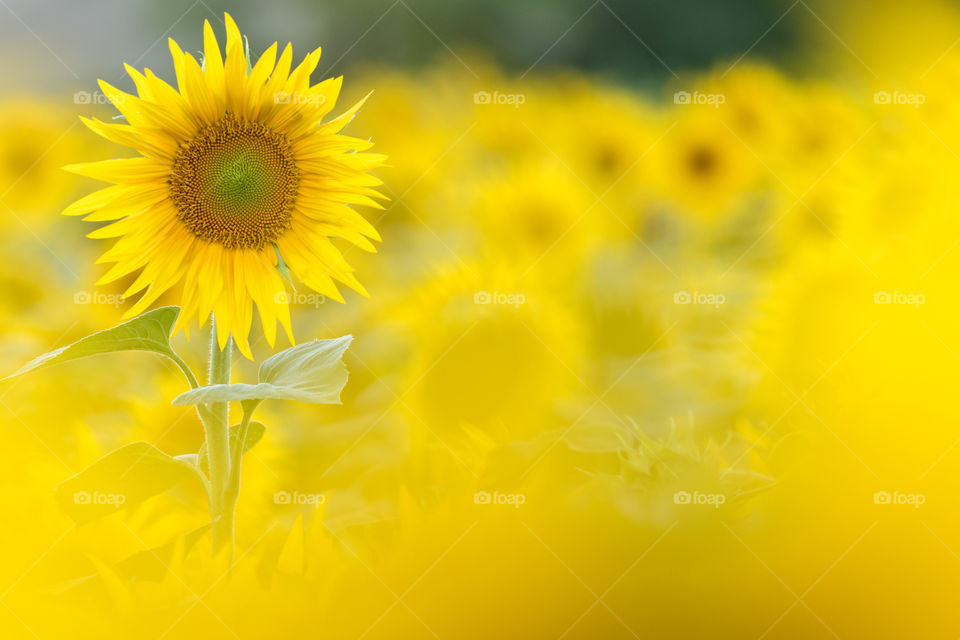a single sunflower flower isolated amongst others sunflowers by using a shallow depth of field.