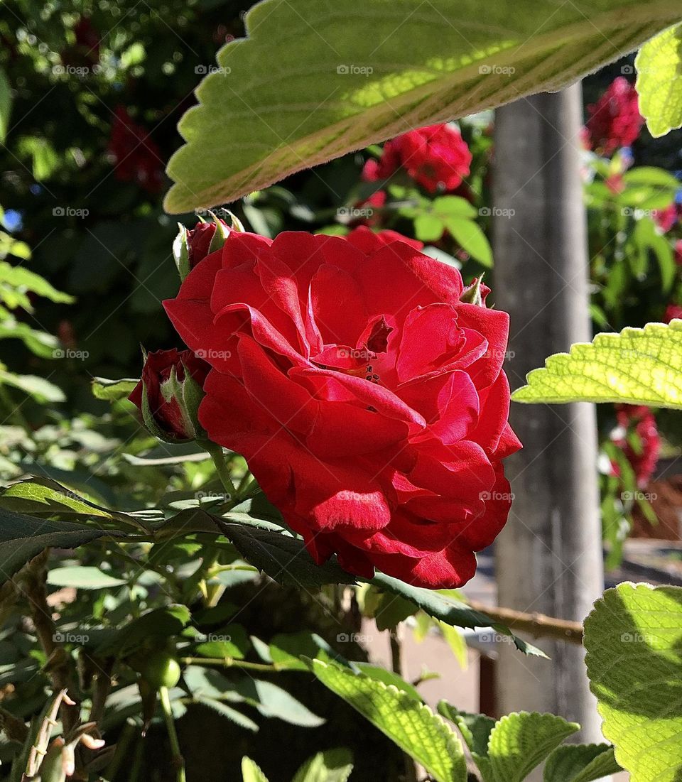Red rose 
