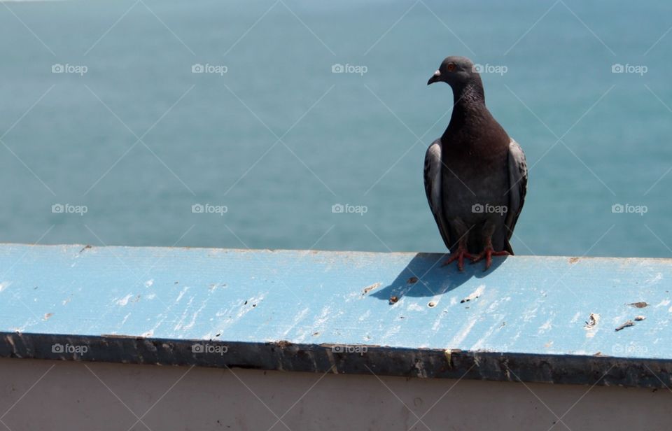 Pigeon hanging out on the pier 