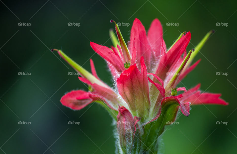 Indian paintbrush flower