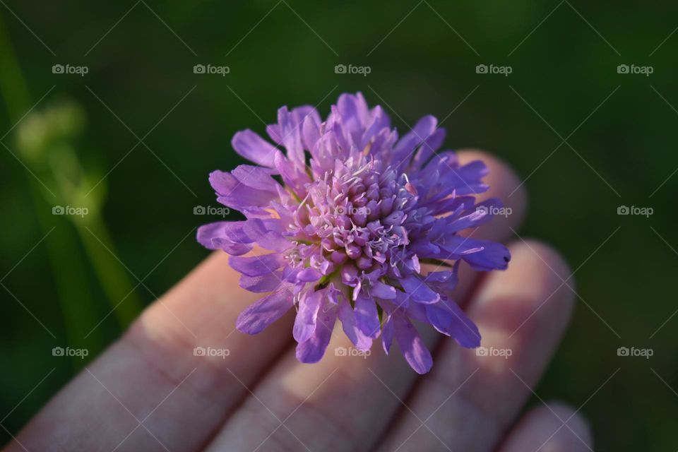 purple 💜 flower and female hand, love earth