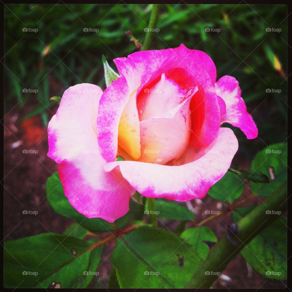 🌺Fim de #cooper!
Suado, cansado e feliz, alongando e curtindo a beleza das #roseiras.
🏁
#corrida #treino #flor #flores #flowers #pétalas #pétala #jardim #jardinagem #garden #flora #run #running #esporte #alongamento