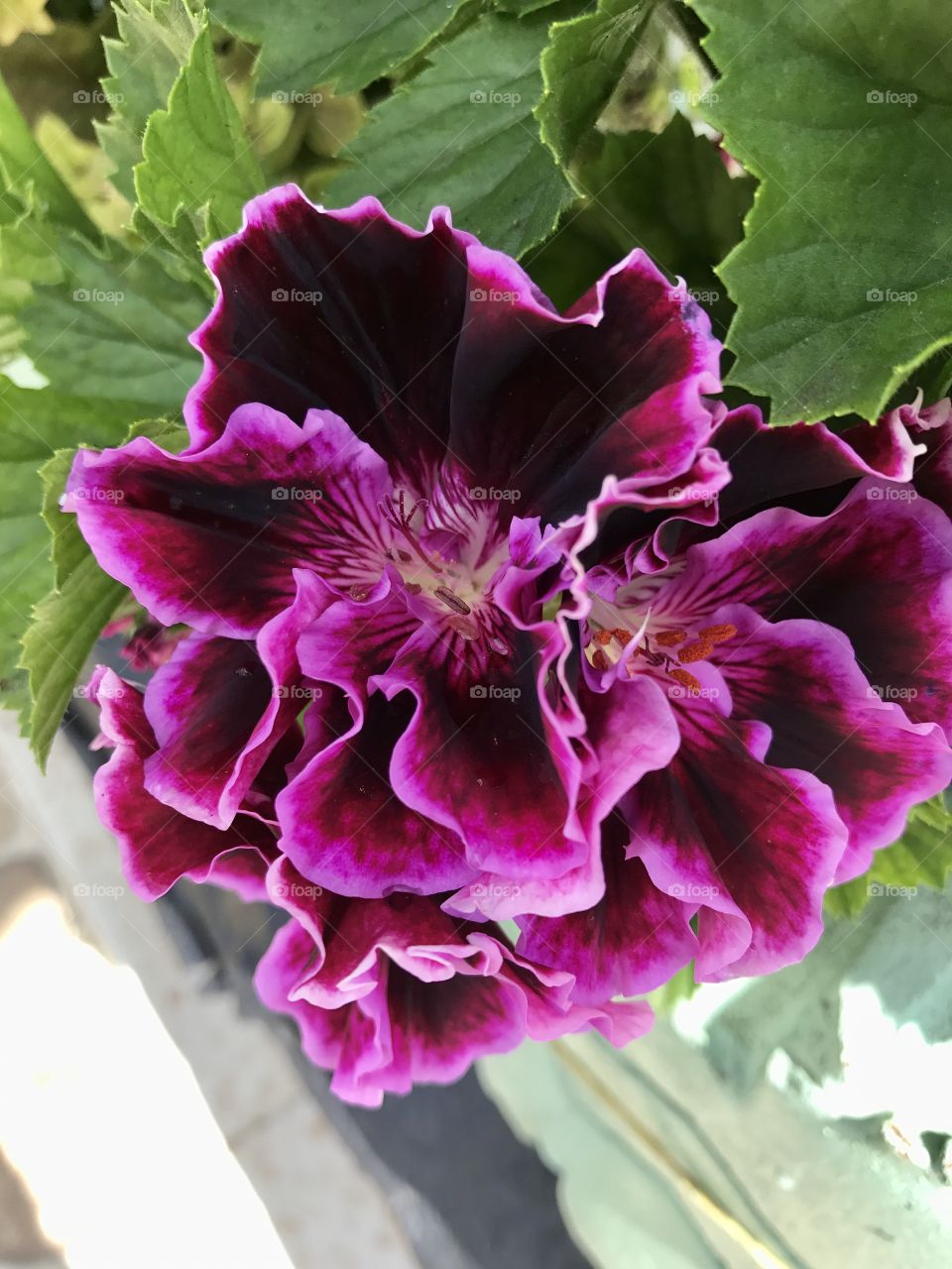Flower 
Purple 
Pink
