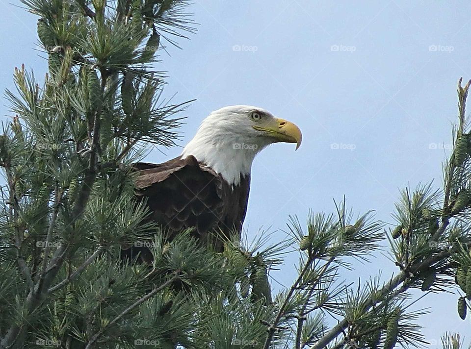 Eagle Parent watches over