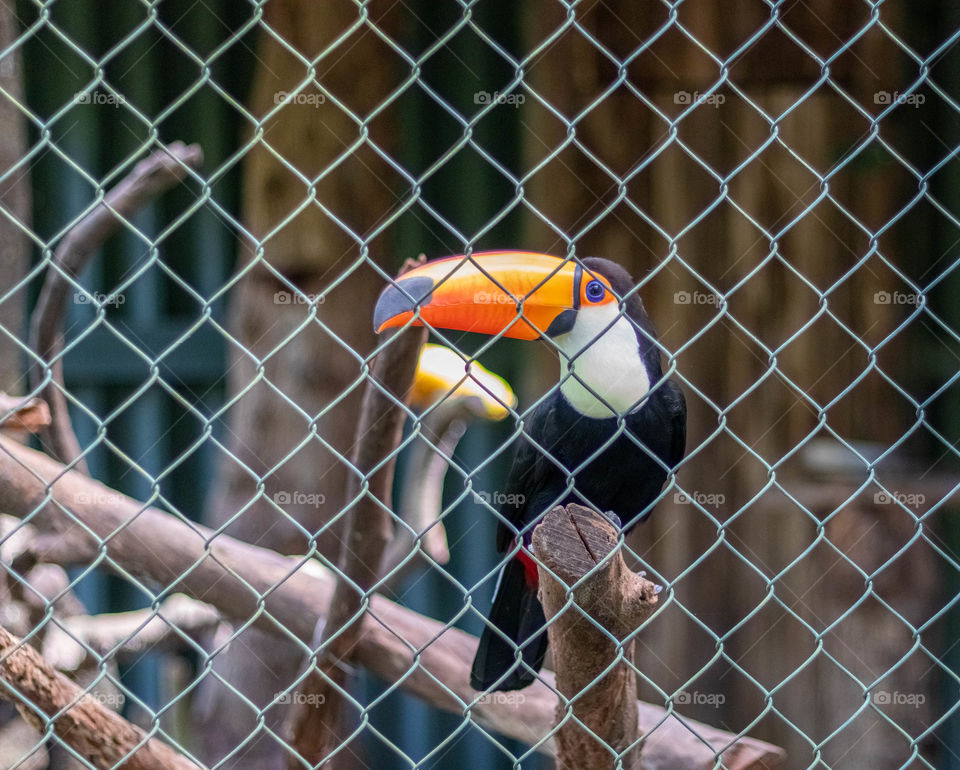 Toucan unhappy to be caged in zoo