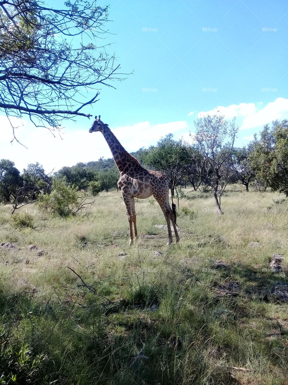 Jerry the giraffe😍