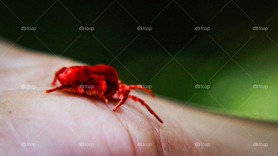 A beautiful snap of velvet insect that made my childhood smoothy. One of the best example of COMPOSITION.. #RULEOFTHIRD #SUBJECTBG #RULEOFODDS #NEGATIVESPACE #POINTOFVIEW