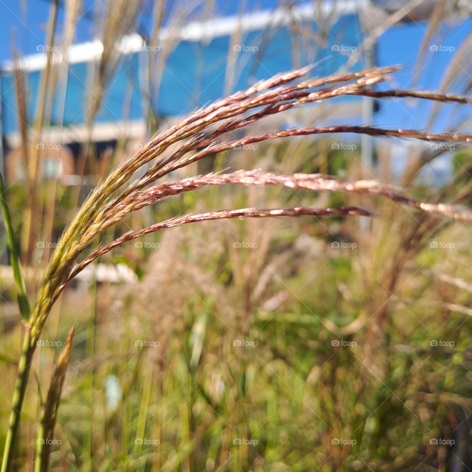 phampas grass blowing in breeze on summer afternoon blue sky